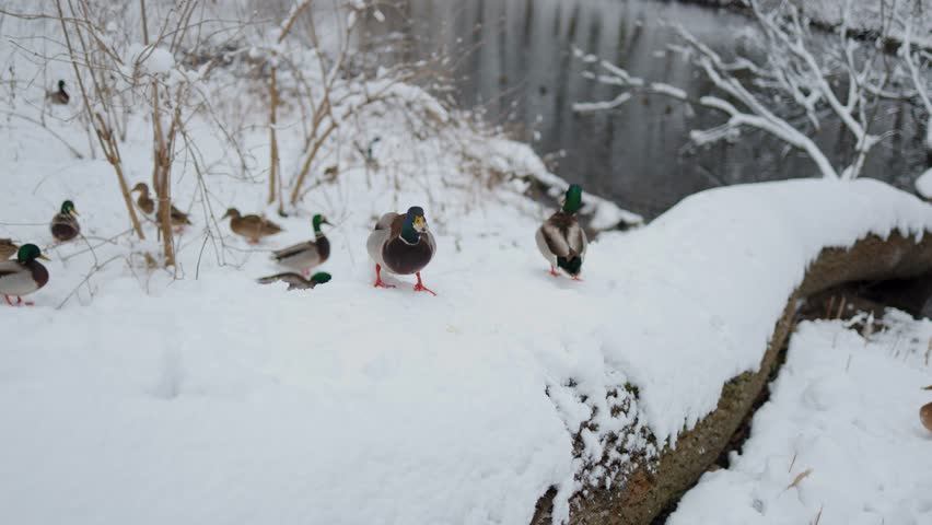 The video captures ducks on snow, happily nibbling on bits of bread. The snowy setting adds a picturesque backdrop to this delightful moment of nature and wildlife. Snowy landscape.