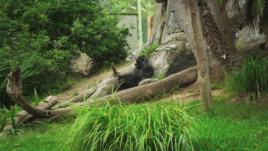 Eastern Lowland Gorilla or gorilla graueri inside the San Diego Zoo, California, USA. Conservation of protected animals.