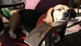 A close-up video of a beagle sleeping peacefully on a couch, bathed in sunlight
