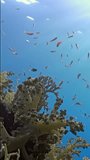 Vertical underwater video about school of orange fish and coral in blue water. Contemplation finds sanctuary in pure blue canvas of clear water, where tranquility prevails. Relaxing underwater video.
