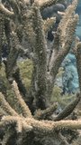 Vertical video gives breathtaking effect: corals on coral reef. Enchanting sea world of underwater coral life on coral reef. Red Sea.