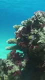 Fascinating vertical video about underwater world of various fish. Enchant your senses with graceful movements of fish in this mesmerizing video of underwater world. Red Sea.