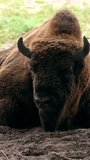 4K Vertical: European Wildlife -  Bison