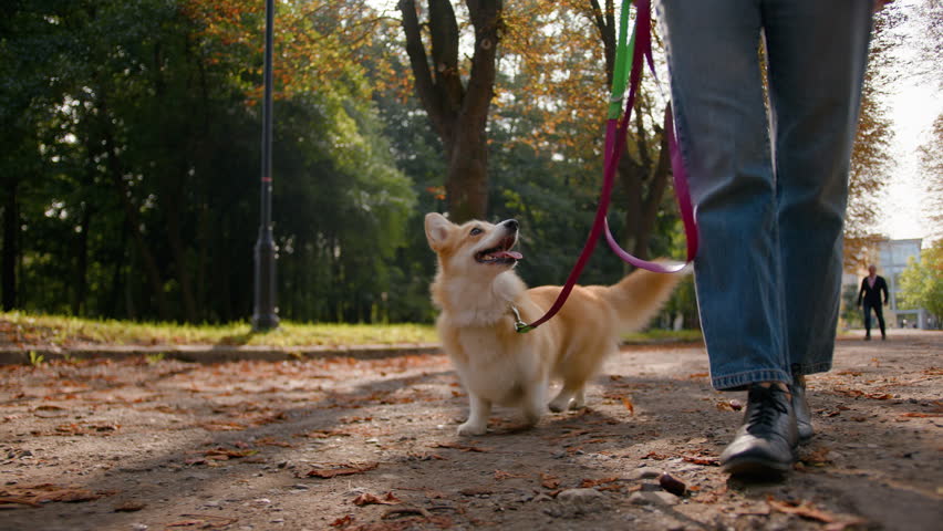 Cropped shot unknown woman hiker feet going with little dog on leash in city park close-up of woman legs girl owner walk go with cute puppy welsh corgi breed pet doggy walking outdoors autumn nature Royalty-Free Stock Footage #3451068767