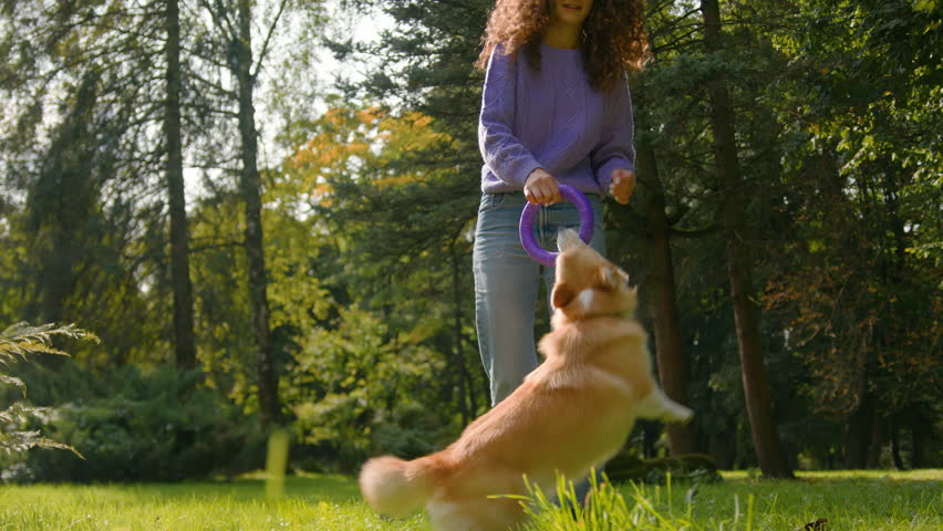 Active energetic little dog welsh corgi playing with toy catch rubber ring with teeth puppy play with owner female animal trainer Caucasian woman girl handler training playful pet in summer city park