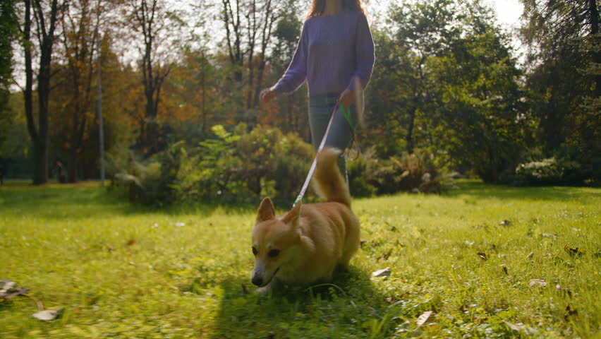 Caucasian smiling woman joyful girl running free playing with welsh corgi breed puppy in city park summer vacation active happy female walking with dog playful pet on leash run on nature grass lawn Royalty-Free Stock Footage #3451071707