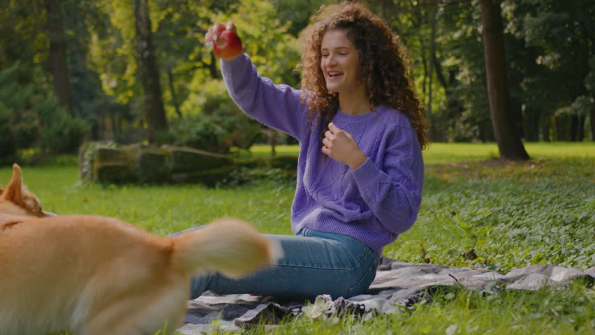 Caucasian woman girl owner happy laughing playing with funny little welsh corgi puppy dog trying to catch apple female handler training energetic lovely pet on grass lawn practicing command in park Royalty-Free Stock Footage #3451074933