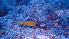 Yellow vivid tropical fish, swimming on the coral reef. Seascape with marine life, underwater video from scuba diving. Tropical animal on the coral reef. Wild ecosystem, travel footage from the ocean.