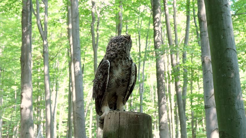 bubo bubo sitting on a tree stump against the backdrop of a forest