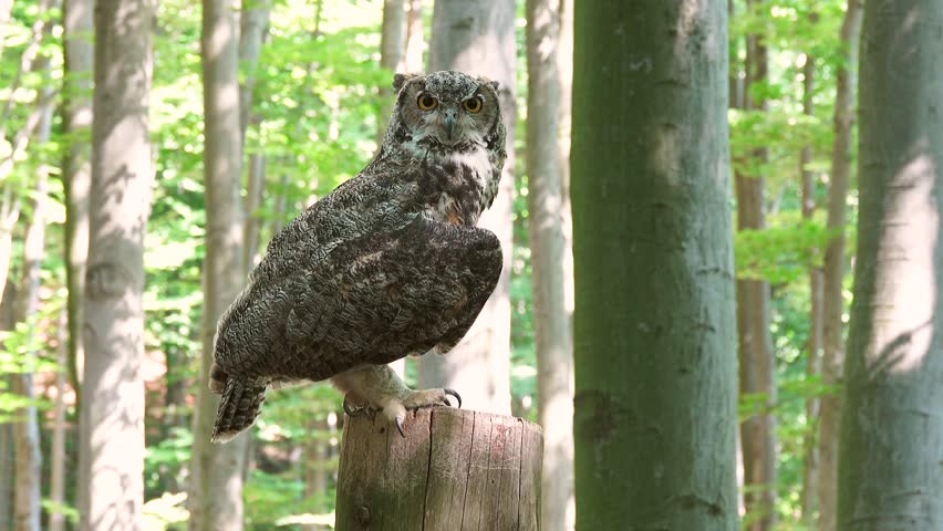 bubo bubo sitting on a tree stump against the backdrop of a forest