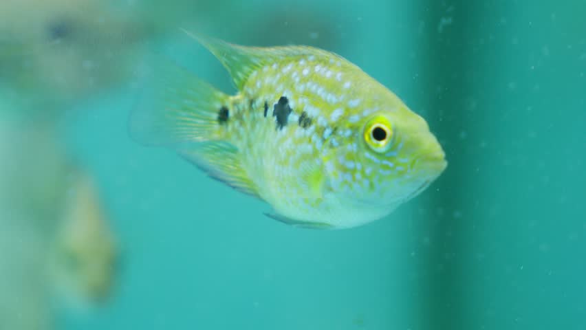 Closeup shot to yellow green marine fish tank Texas cichlid (Herichthys cyanoguttatus) staring at camera