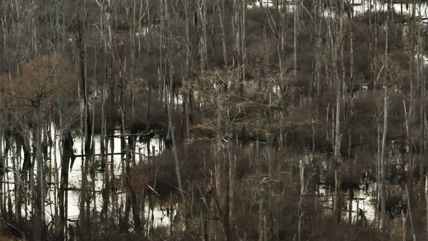Bare trees reflecting on water in Point Remove Wildlife, Blackwell, AR, overcast day