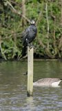 Vertical Video of a Cormorant Resting on a Stick in a Pond