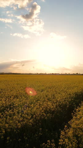AERIAL: Gorgeous yellow blooming rapeseed farm field backlit with sunset light. Scenic flight over big agricultural field planted with numerous yellow flowers of field mustard blossoming in springtime Royalty-Free Stock Footage #3451260955