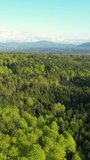 AERIAL: View from above reveals vast woodland area with vivid green mixed trees. Stunning canopies of deciduous and coniferous trees in many shades of green. Massive woodland area in the countryside.