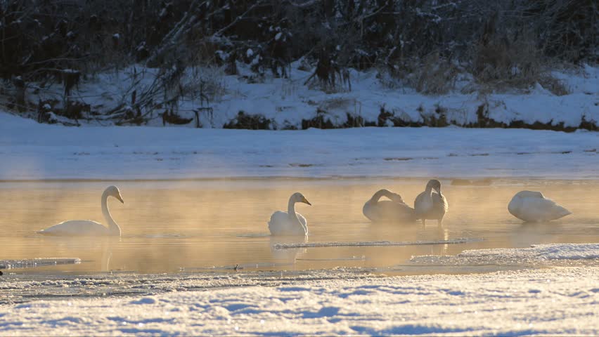 Flock of Whooper Swans, Trumpeter Swan cousins, preen, splash in river at sunset.