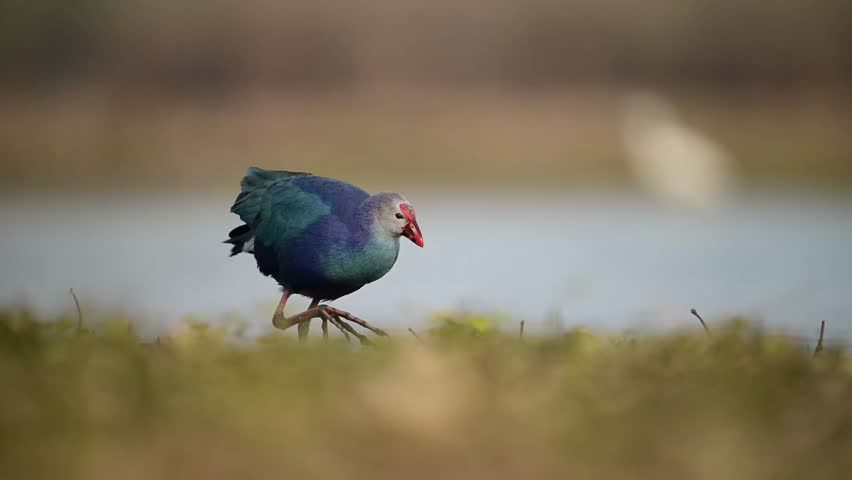 The Closeup of Grey headed swamphen