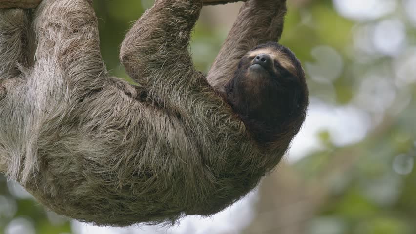 Three-toed sloth hanging from a tree branch in the lush Costa Rican Caribbean coast