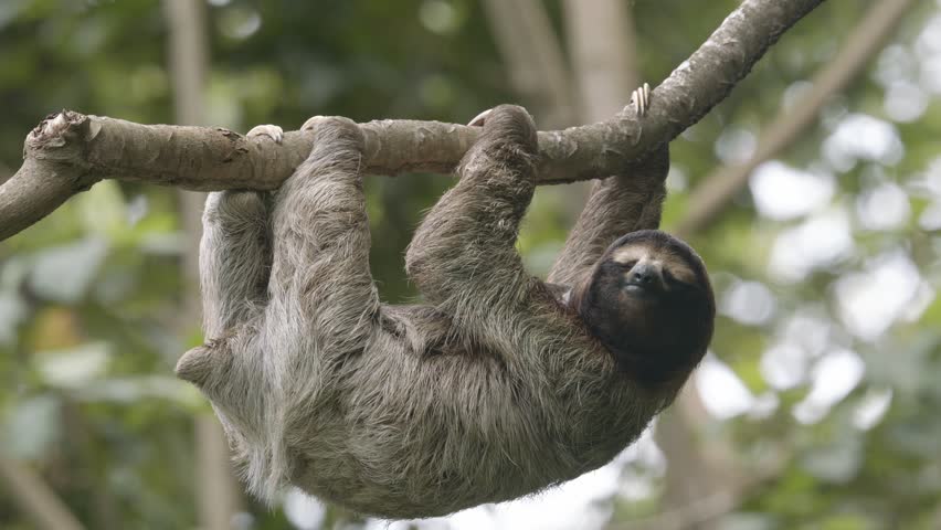 Three-toed sloth hanging from a branch in the lush Costa Rican jungle, calm and serene