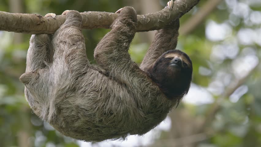 Arboreal three fingered hairy Sloth casually hangs from rainforest tree Costa Rica