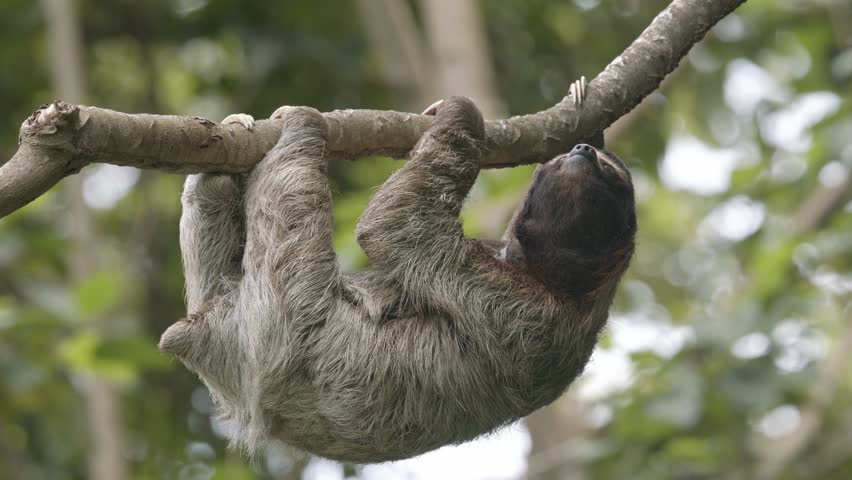 Three fingered Sloth laid-back endearing character in natural habitat of Costa Rica CLOSE-UP