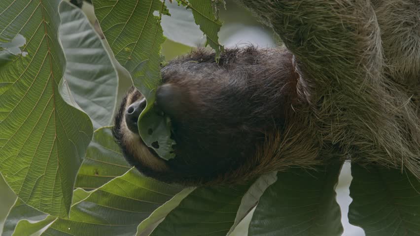 Hairy sloth camoflaged in leafy canopy feeding on cecropia rich vegetation