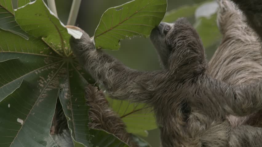Sloth mother with baby clings to tree in Costa Rican Caribbean, lush green leaves around Royalty-Free Stock Footage #3451303417