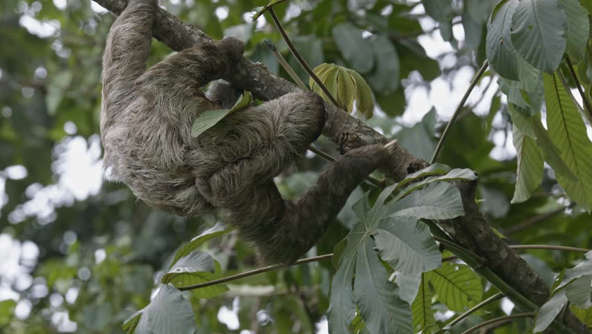 Herbivore Three fingered sloth picking lush green forest leaves for eating