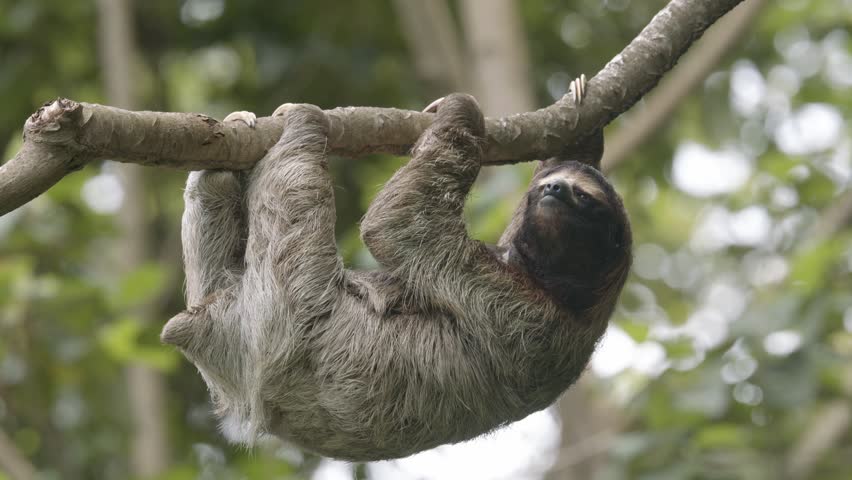 Hanging from a branch, an adorable cute faced sloth epitomises the tranquility of nature.
