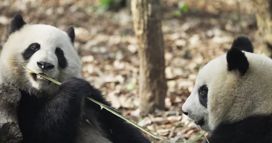 two giant panda bears eating bamboo leaf lying on the ground outdoor in slow motion