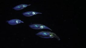 A school of Bigfin Reef Squids - Sepioteuthis lessoniana hunts at night. 4k slow motion underwater video. Sea life of Tulamben, Bali, Indonesia.
