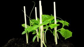 Time lapse of cucumber sprouts growth on black background, scene rotation, plant growing, agronomy, home growing crops, healthy eating