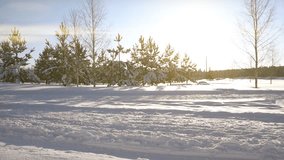 4k video with Husky dogs running in a dog sled against the backdrop of a winter landscape, video loop