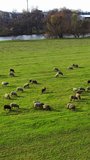 Green meadow with sheep. A lot of sheep grazing on field pasture near the river. Herd of domestic animals eating grass in the countryside. Aerial view. Vertical video.