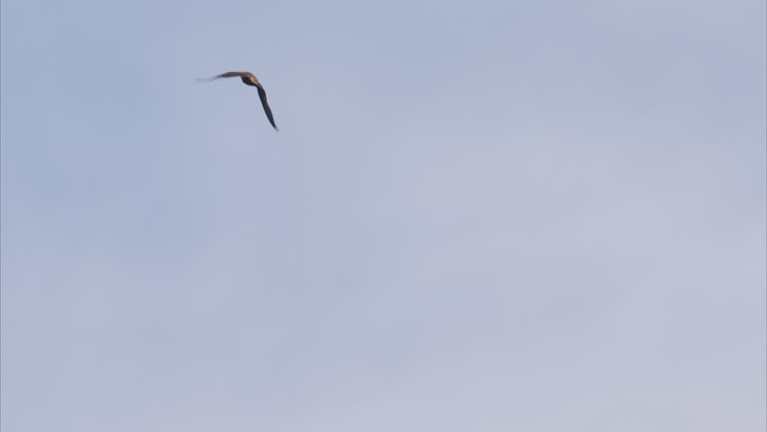 Two Peregrine Falcon fighting (with voice)