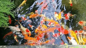 Fish pond full of colorful Goldfish and Koi at Wedja Bali Restaurant, Ubud. Fancy carp fish or Koi fish in the pond. Nature Concept in natural background. 4K video.
