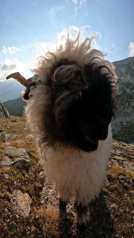 Mountain goat breeding in the mountains. Animals on farming, agriculture. 