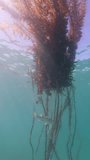 4K vertical: Seascape with seaweed in the Pacific Ocean