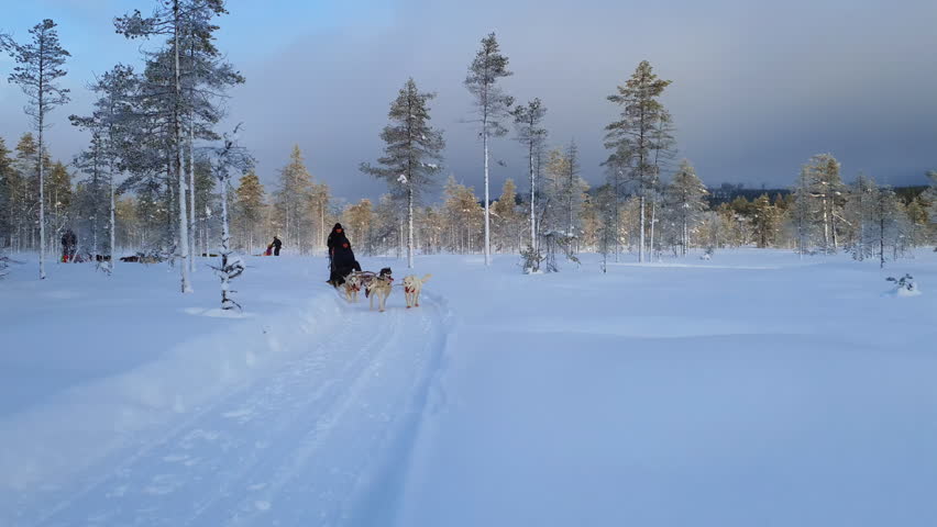 Few teams of sled husky dogs pulling sleds with two passengers on each one through the wonderful winter calm pine tree forest with younger trees. Curvy road, snow, Lapland landscape. Slow motion, fron