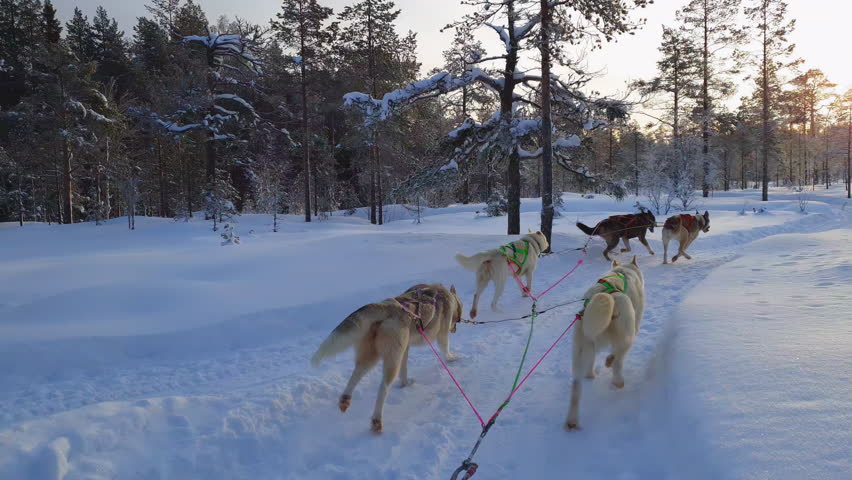 Two teams of sled husky dogs pulling sleds with passengers through the wonderful winter calm pine tree forest with younger trees. Curvy road, fresh snow, riding husky sledge in Lapland landscape.