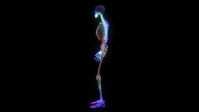 Digital Video Footage Polygonal human bone on a black background. Polygonal vertex of an adult male body with polygons, particles, lines and connected points. Concept of medicine and healthy lifestyle - Powered by Shutterstock - Get 15% off with code: PIKWIZARD15