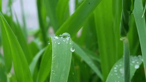 Fresh green grass with dew drops clips, dew drops on green grass footage, rain drops on green grass video. 4k clip