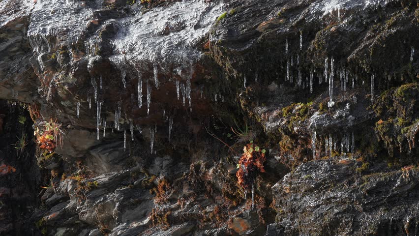A filigree of icicles hangs from dark withred rocjs. Meltwater oozes over the rocks and drips from the icicles. A close-up parallax shot.