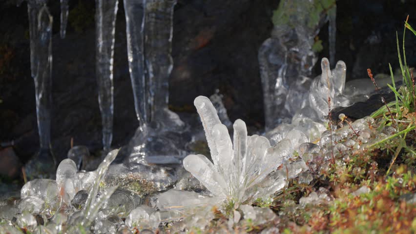 Grass and tiny plants glazed with ie form stalagmites on the moss-covered ground.