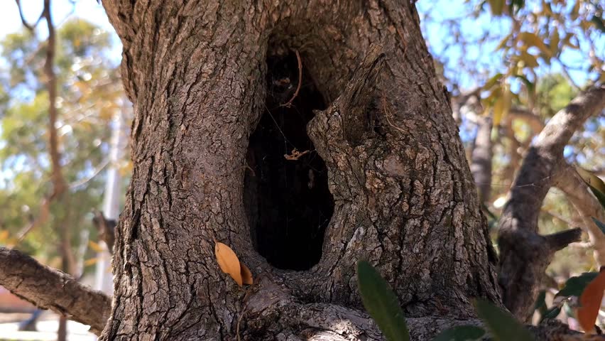 A owl nest hole in the tree bark 4k wildlife clip Royalty-Free Stock Footage #3451669919