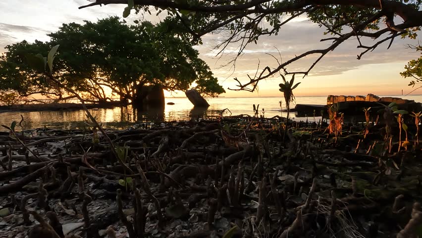 Low to high shot through mangrove trees on a Florida shoreline over looking Tampa Bay. 4k. 60fps