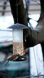 Sparrow and house finch at bird feeder vertical format video