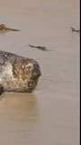 4k vertical: Harbor Seal at the beach of the Pacific Ocean
