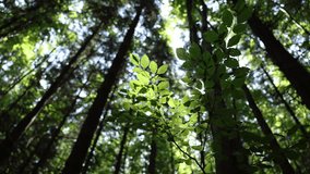 Sunlight and shadows in deep dark green forest. Selective focus on beech leaves. Handheld video