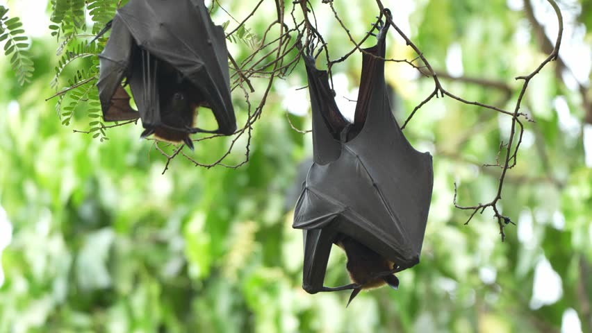 Bats are resting during the day Royalty-Free Stock Footage #3451725845